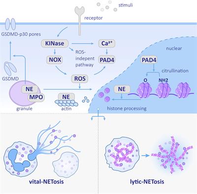 The emerging role of neutrophil extracellular traps in fungal infection